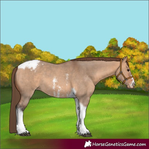 Horse Color:Bay Dun Sabino Tobiano Varnish