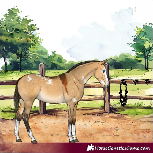 Horse Color:Gray White Spotted Buckskin Dun Splash Rabicano 