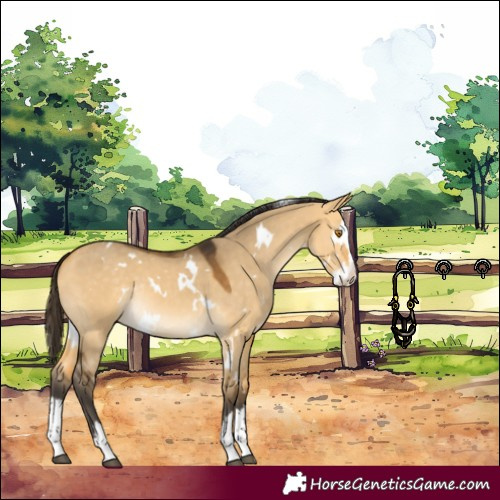 Horse Color:White Spotted Buckskin Dun Splash Rabicano 