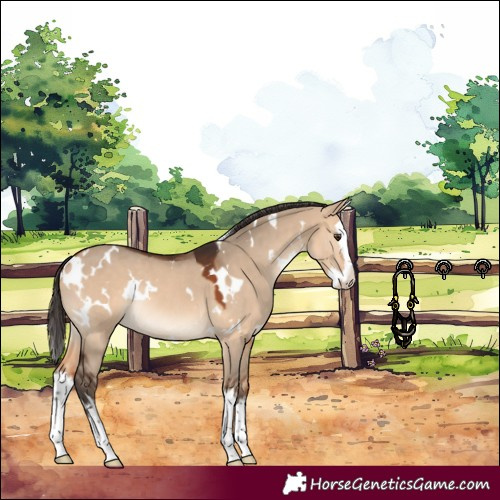 Horse Color:White Spotted Bay Dun Splash Rabicano 