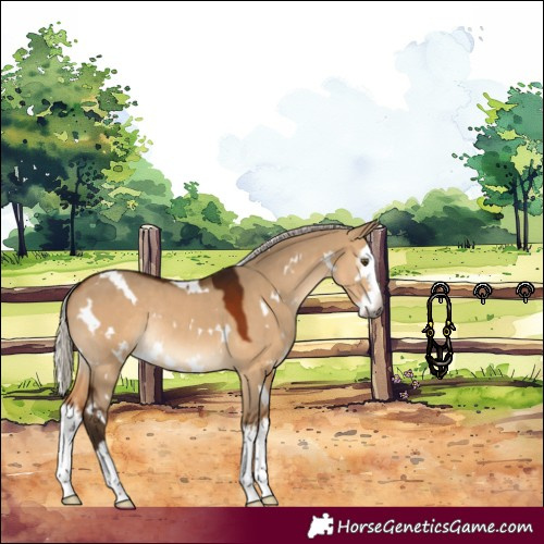 Horse Color:Gray White Spotted Silver Bay Dun Splash Rabicano 