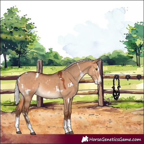 Horse Color:White Spotted Silver Bay Dun Splash Rabicano 