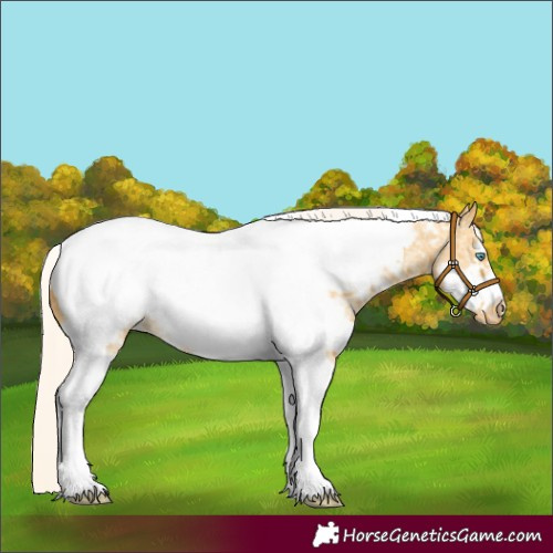 Horse Color:Silver Amber Cream Champagne Sabino Tobiano Frame Near Fewspot 