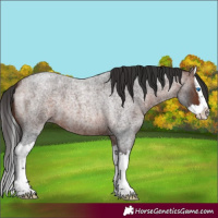 Horse Color:Bay Roan Splash