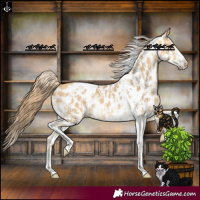 Horse Color:Amber Cream Champagne Sabino Tobiano Appaloosa  and Amber Cream Champagne Sabino Tobiano Appaloosa 