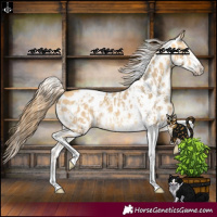 Horse Color:Amber Cream Champagne Sabino Tobiano Appaloosa and Amber Cream Champagne Sabino Tobiano Appaloosa