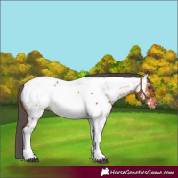 Horse Color:Bay Tobiano Appaloosa 