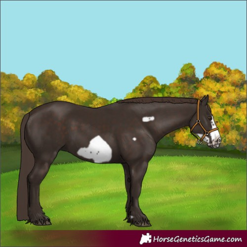 Horse Color:Liver Chestnut Frame 