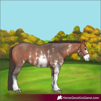 Horse Color:Bay Sabino 