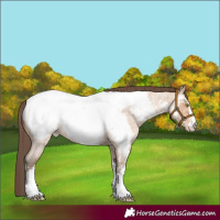 Horse Color:Amber Champagne Roan Sabino Appaloosa Rabicano
