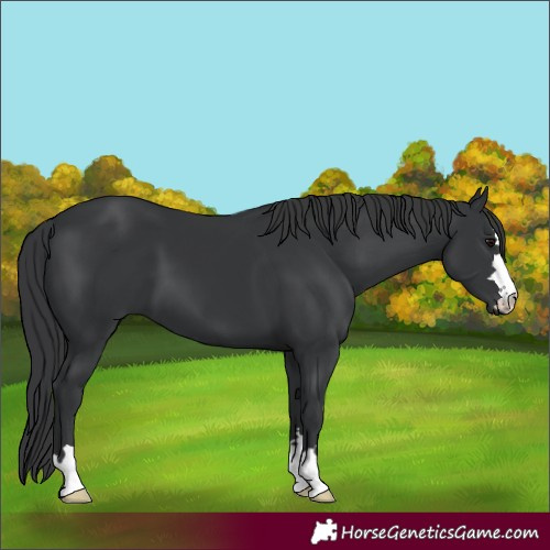 Horse Color:Black 