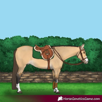 Horse Color:Buckskin Dun 