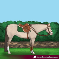 Horse Color:Amber Champagne Dun 