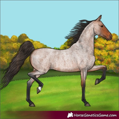 Horse Color:Bay Roan 