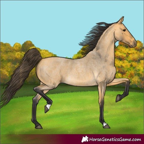 Horse Color:Buckskin Roan 