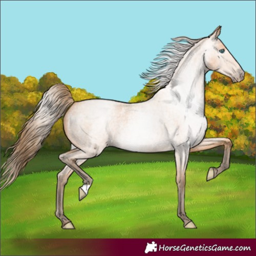 Horse Color:Gray Perlino Roan 