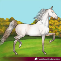 Horse Color:Gray Perlino Roan 