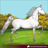 Horse Color:Gray Perlino Roan 