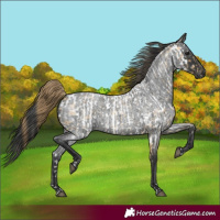 Horse Color:Buckskin Roan Near Leopard and Blue Roan