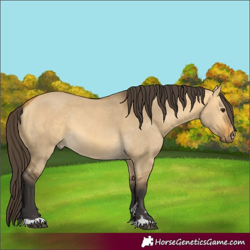 Horse Color:Buckskin Dun 