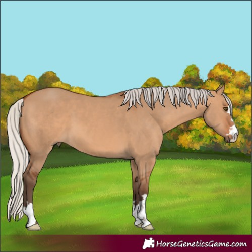 Horse Color:Silver Bay Dun 