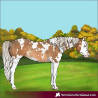 Horse Color:White Spotted Chocolate Palomino Splash Appaloosa Rabicano