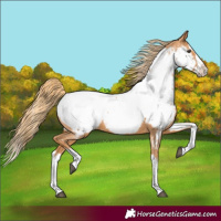 Horse Color:Chestnut Splash Appaloosa 
