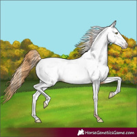 Horse Color:Gold Champagne Appaloosa 