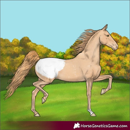 Horse Color:Gold Champagne Appaloosa