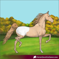 Horse Color:Gold Champagne Appaloosa 