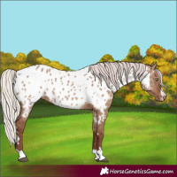 Horse Color:White Spotted Silver Grullo Near Leopard Rabicano