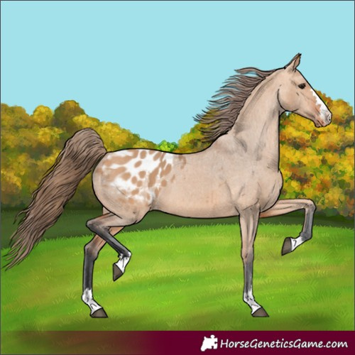 Horse Color:Bay Dun Appaloosa 