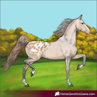 Horse Color:Bay Dun Appaloosa 