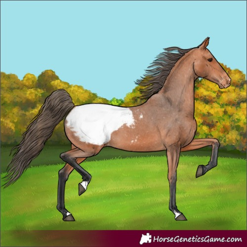Horse Color:Bay Appaloosa 