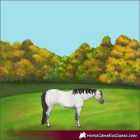Horse Color:Grullo Ice Roan Sabino Rabicano 