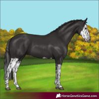 Horse Color:Smoky Black  and Smoky Black Splash 