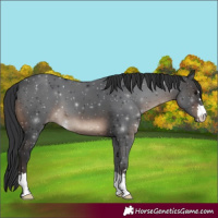 Horse Color:Brown 