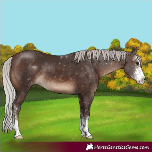 Horse Color:Silver Brown Sabino
