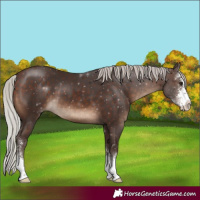 Horse Color:Silver Brown Sabino 