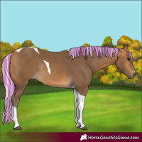 Horse Color:Painted Silver Buckskin Tobiano Rabicano 