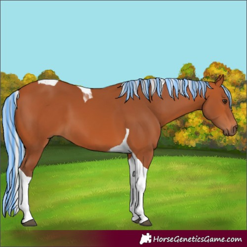 Horse Color:Painted Silver Bay Tobiano 