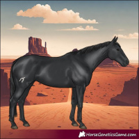 Horse Color:Black 