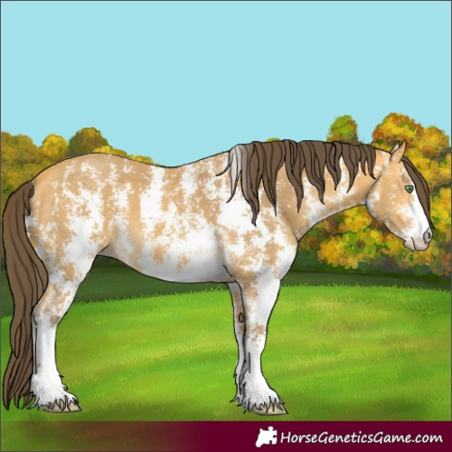 Horse Color:Amber Cream Champagne Sabino 