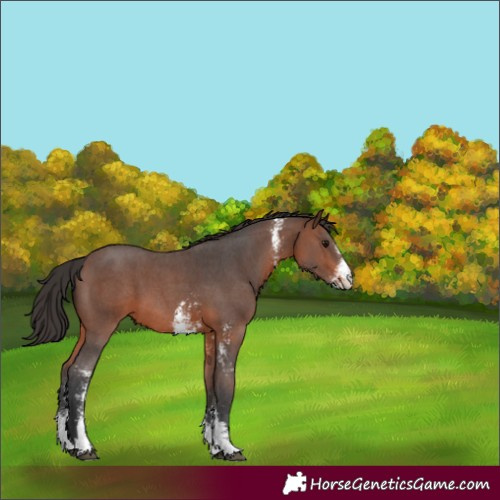 Horse Color:Unknown 