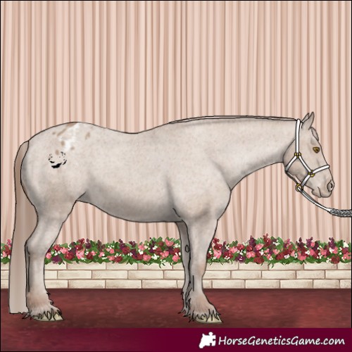 Horse Color:Classic Champagne Appaloosa 