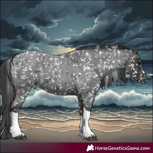 Horse Color:Blue Roan Tobiano Appaloosa 
