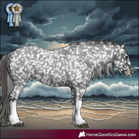 Horse Color:Blue Roan Tobiano Appaloosa