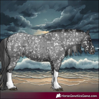Horse Color:Blue Roan Tobiano Appaloosa