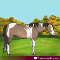 Horse Color:Brown Dun Splash Tobiano 