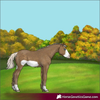 Horse Color:Silver Smoky Black Frame